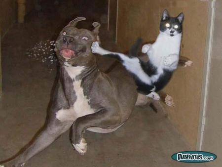 kung fu dog and cat