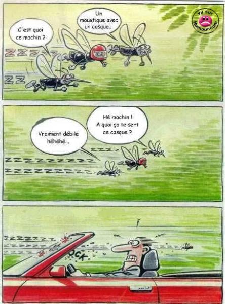 Le moustique casqué !!!