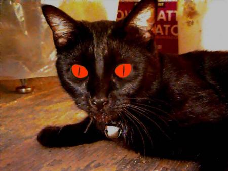 demon cat