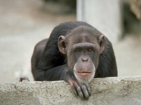 monkey fun