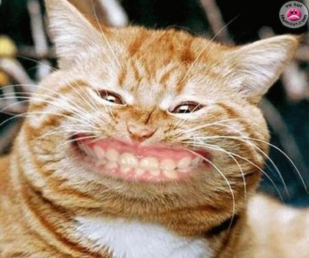 cheeeze