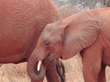 elephantt fun